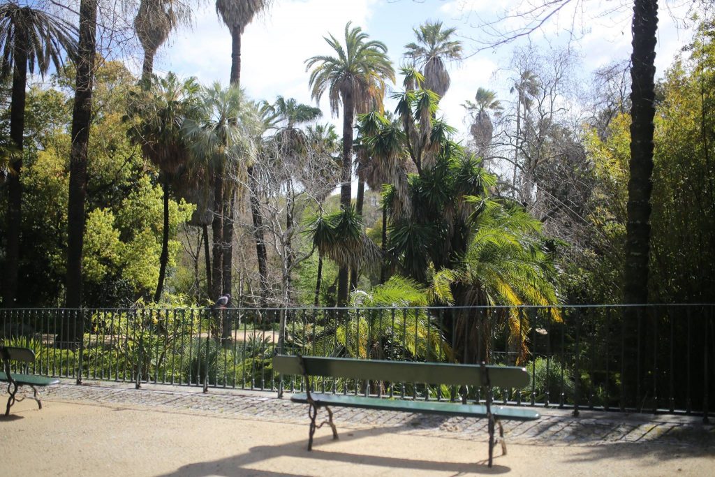 Giardino Botanico di Lisbona - Viale interno