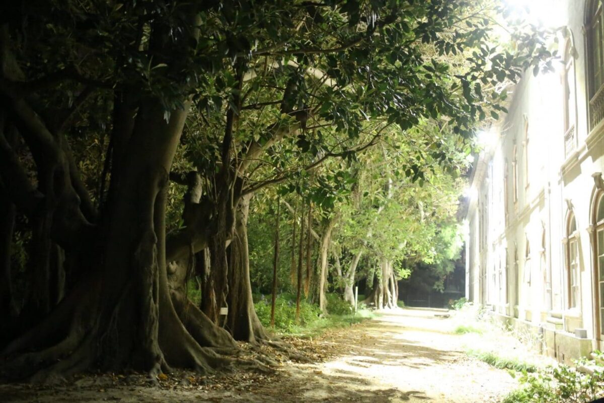 Giardino Botanico di Lisbona - Albero secolare