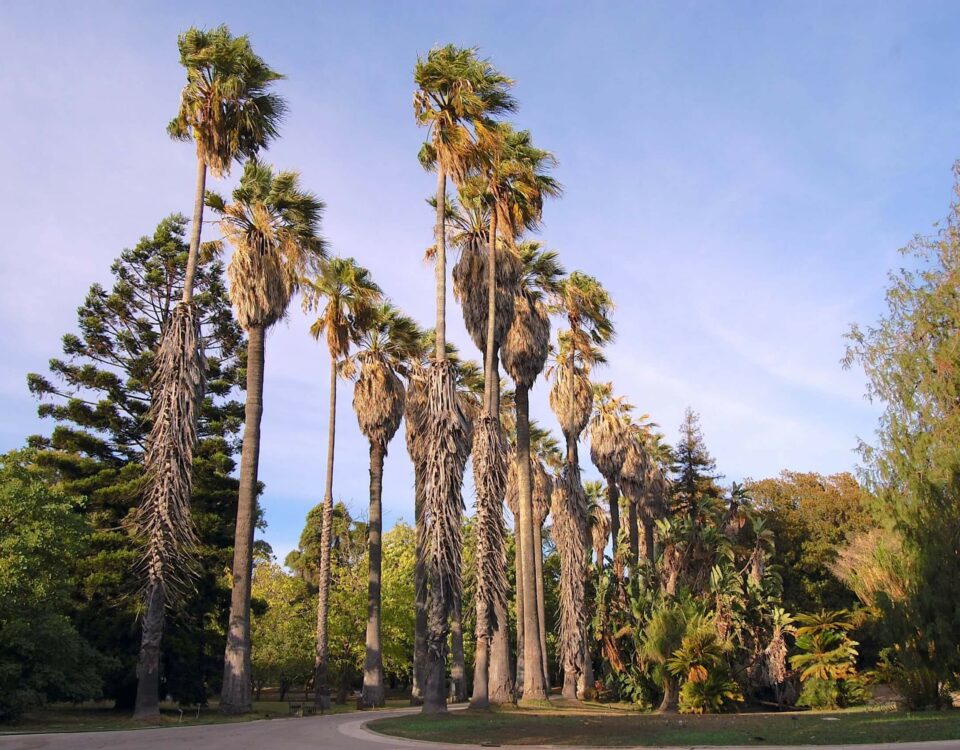 Giardino Botanico di Lisbona